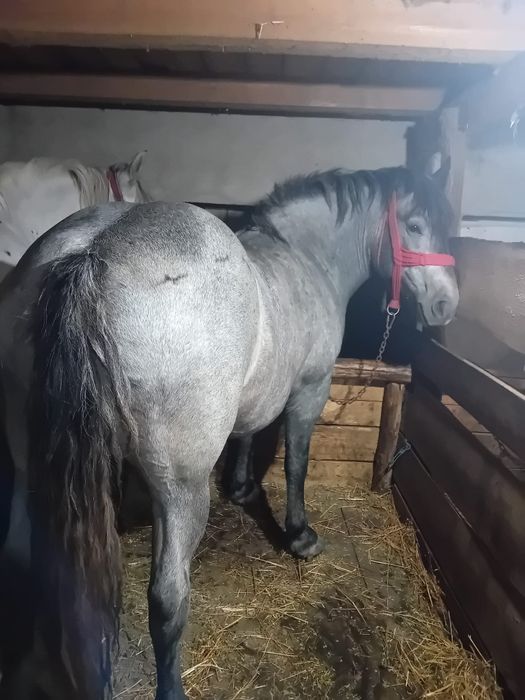 Vând mânză de 3 ani