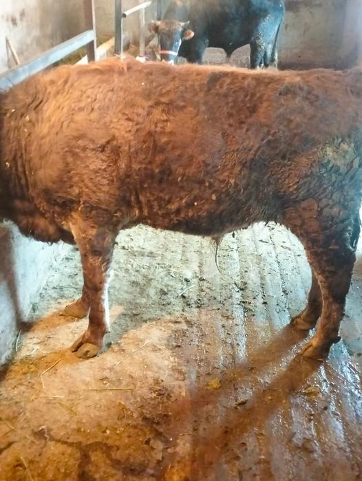 Семіз бұқалар сатылады