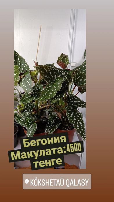 Бегония Макулата:4500 тенге