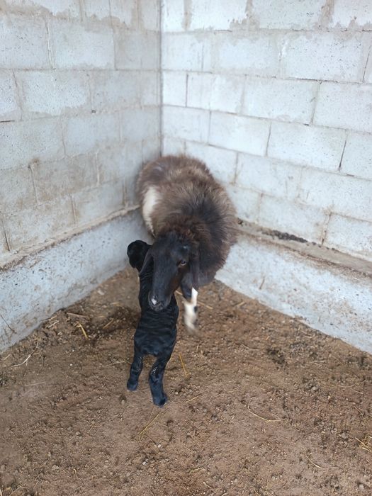 Ona bola quy sotiladi