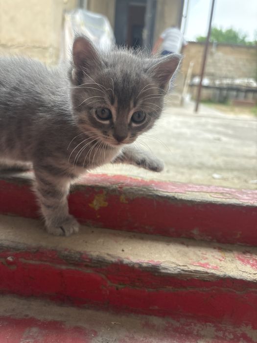 Кошка породистые котята