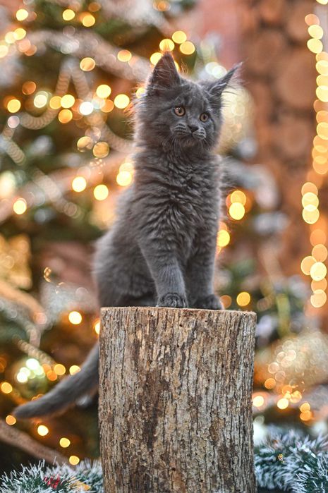 Продавам коте мейн-кун