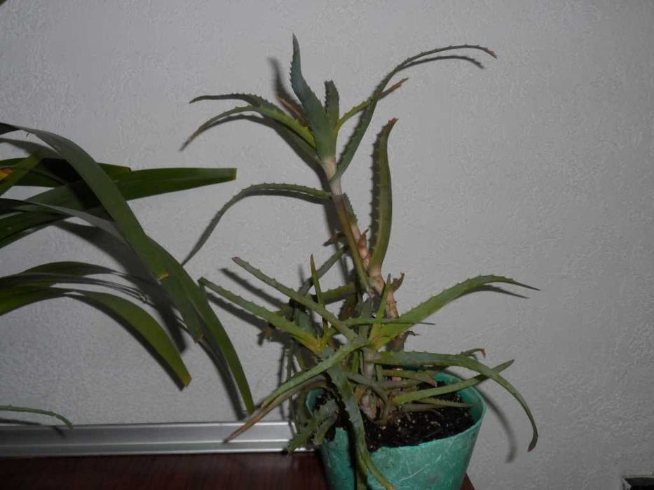 Фикус Бенджамина   алое   Неомарика