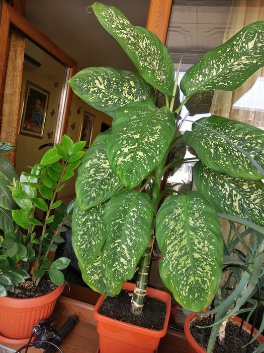 Ficus 1.90 înălțime+pui