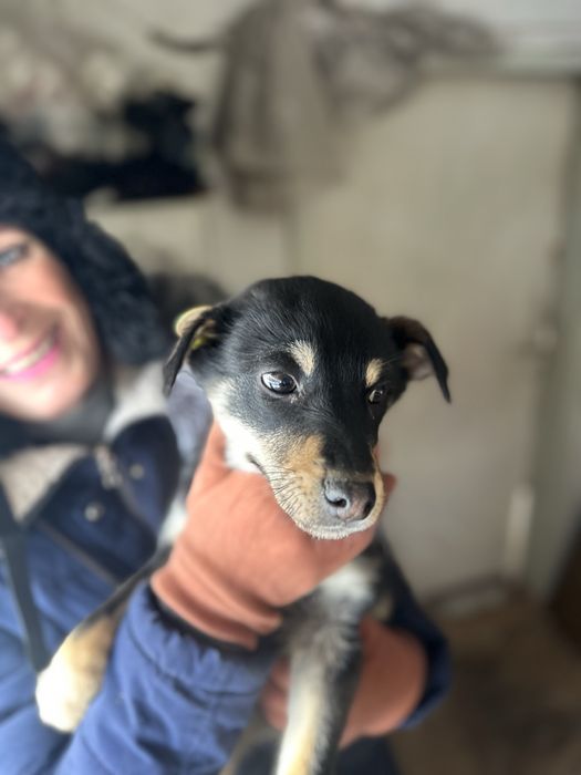 Мальчик щеночек ищет дом биркованый