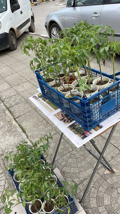 Домати сорт Розова магия