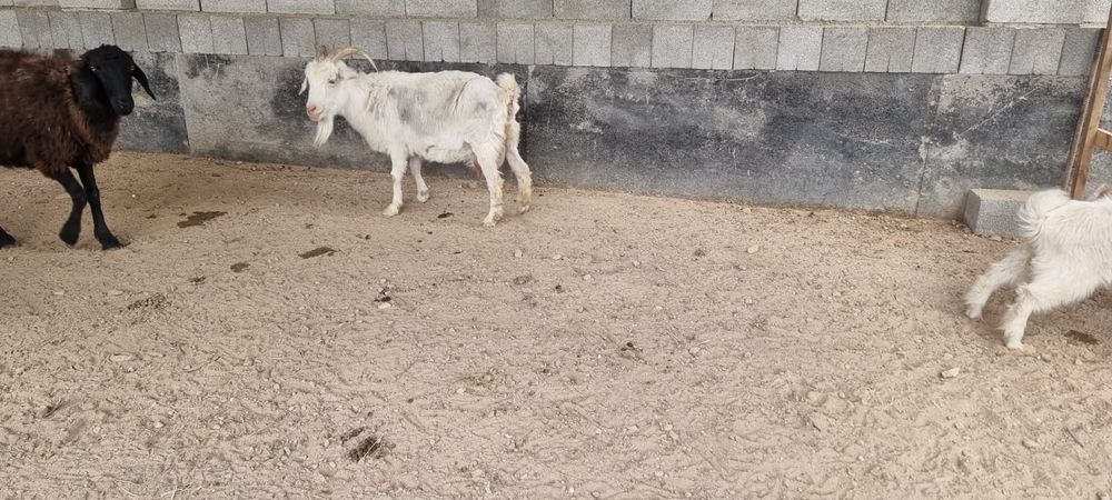 Сауынды ешкі 2 лағымен