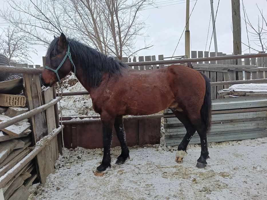 Айғыр сатылады Жеребец