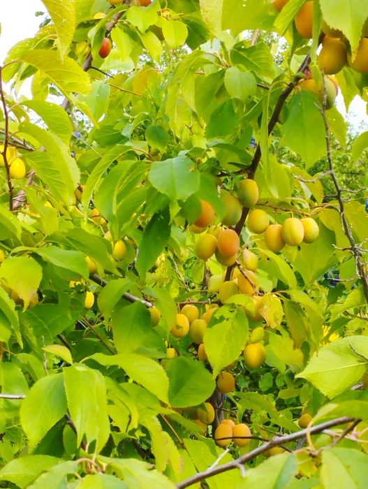 Срочно продам дачу .