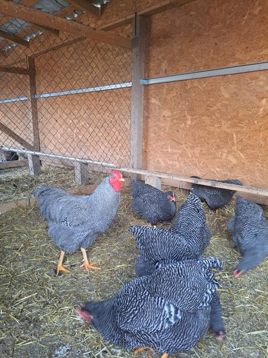 Vind gaini Plymouth rock barat 150 barat