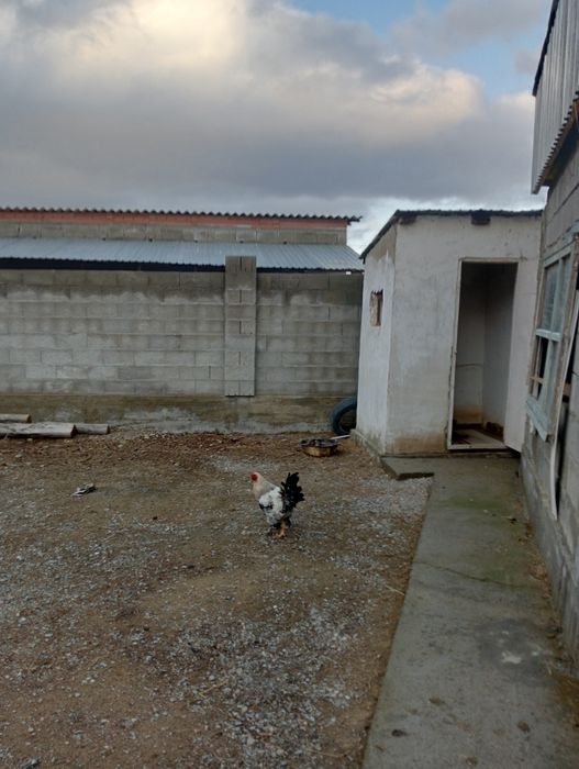 Қораздар былтырғы балапандар