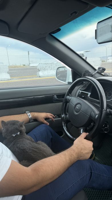 British кошка 6 месячная