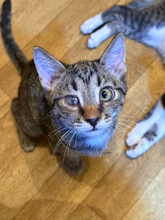 Котёнок 4 месяца