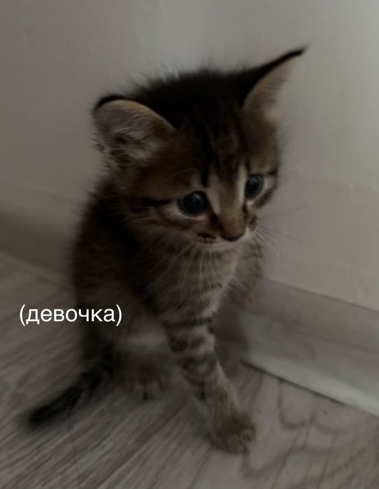 Отдам котят в хорошие руки