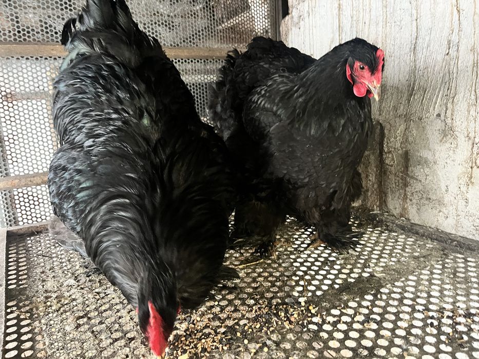 Gaini de vanzare.  Din rasa conchinchina urias