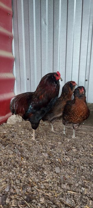 De vânzare oua incubat araucana