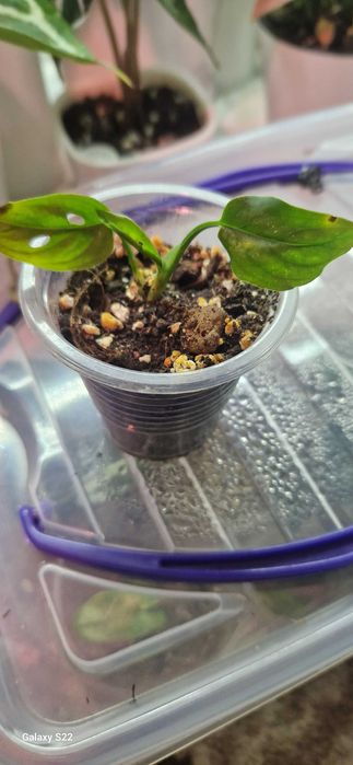 Комнатный цветок монстера