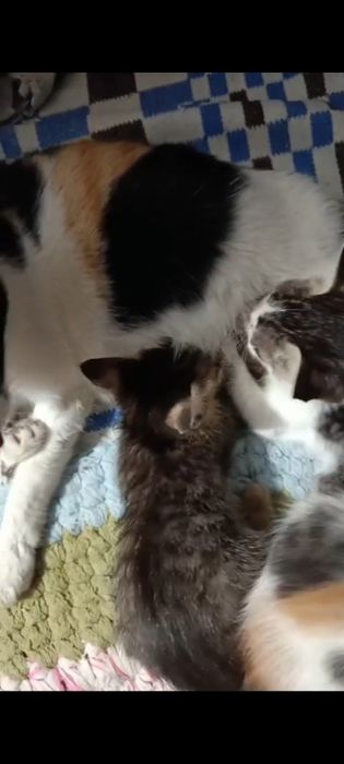Котята, милые домашние