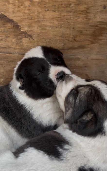 Алабайдын күшіктері