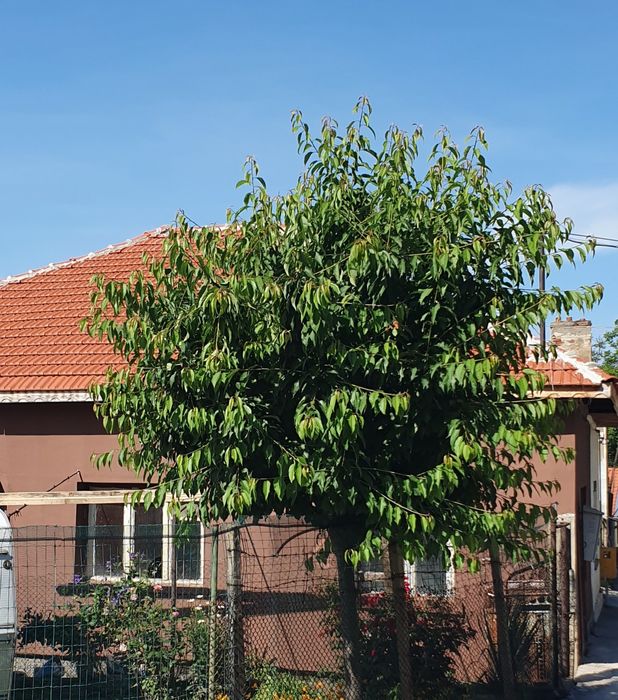 Продава се Къща в Плевен, 9-ти квартал - 90 кв.м за 567 €/кв.м - Снимка #6