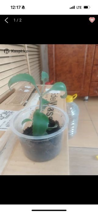 Каланхоэ ( живое дерево)