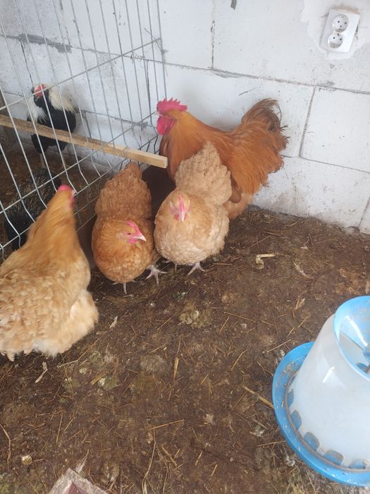 Пилета и яйца от много видове кокошки.Видин