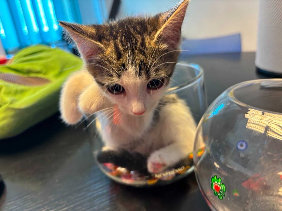 Adoptie 3 pisoi dragalasi de max 2 luni, testati, deparazitati intern si extern, 2 baietei si o fetita.