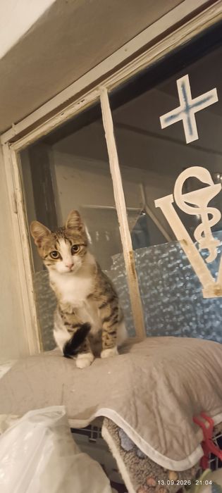 Подарявам мъжко коте на 5 месеца