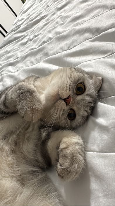 Скоттиш фолд девочка
