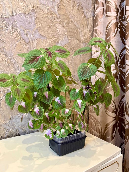 Шикарный красивый Колеус