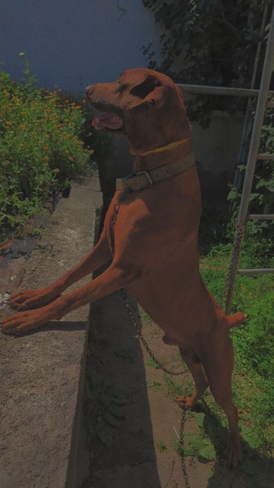 Чистокровный доберман в добрые руки