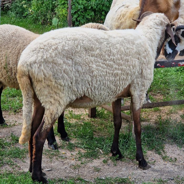 Vând oi mari bune de lapte