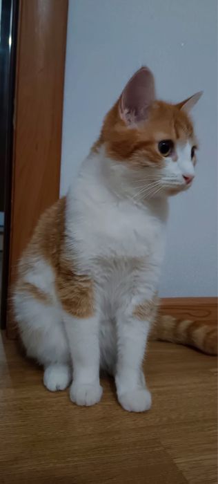 Котенок в добрые руки