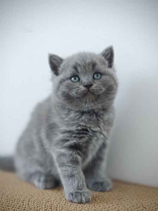 British shorthair