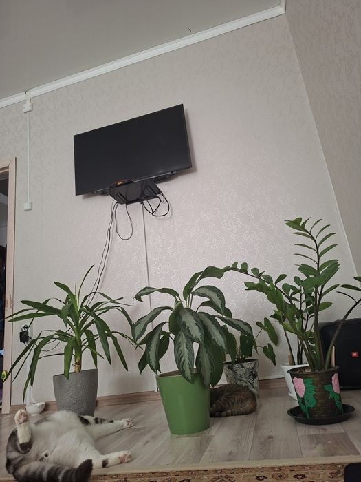 Үлкен гүлдер сатылады