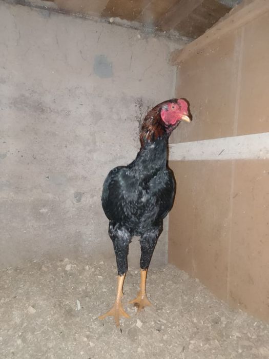 Петух бойцовый хороший