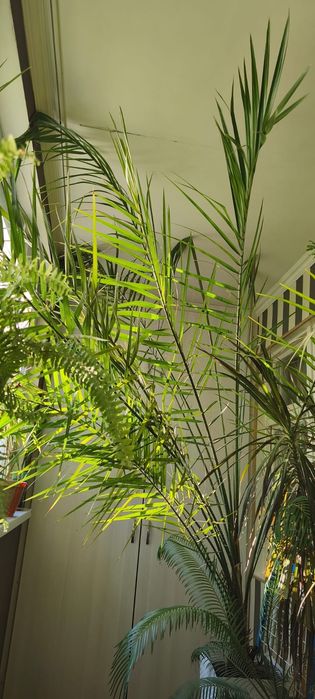 Финиковая пальма 250тыс