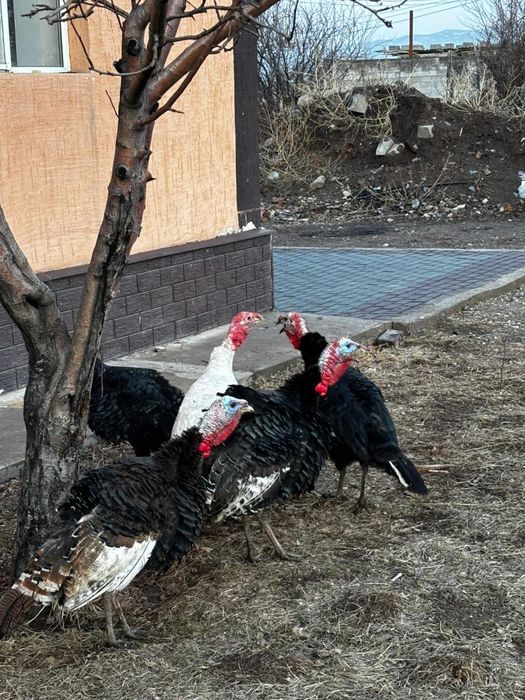 Продам молодых индюков