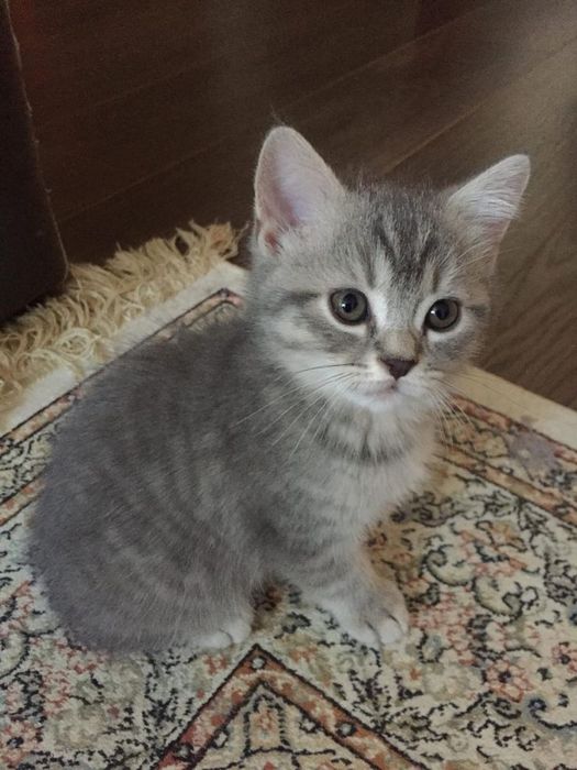 Scottish fold & straight cat. 2 oylik