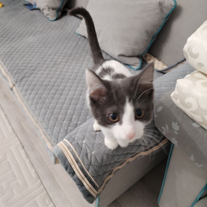 Отдам домашнего кота