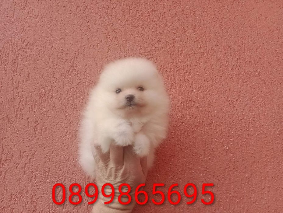 Момиченце. Померан. Реални снимки!