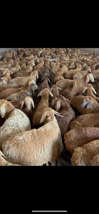 Бараны Қойлар доставка резка