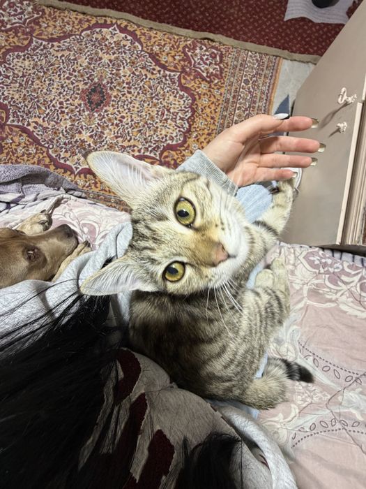 Отдам котенка подросток