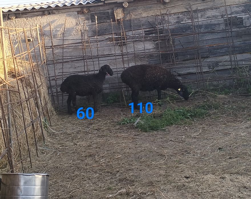 Продам баранов..Атбасар 2.