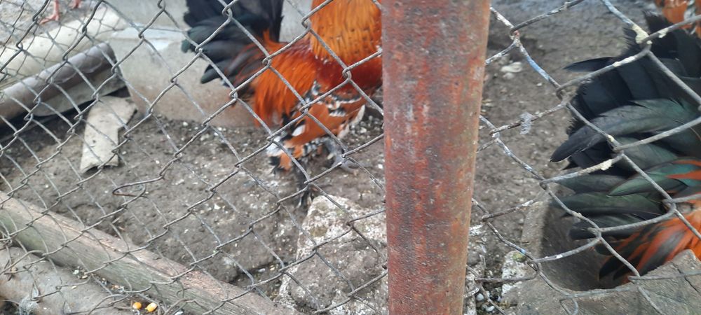 Schimb cocoși  piticii