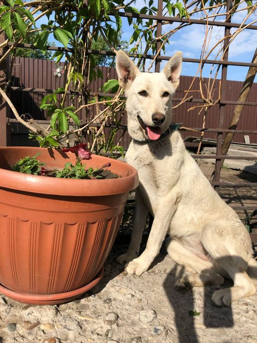 Собака в добрые руки