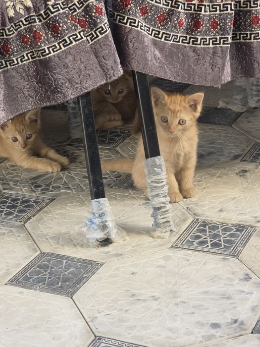 Пародистые кошки скотиш