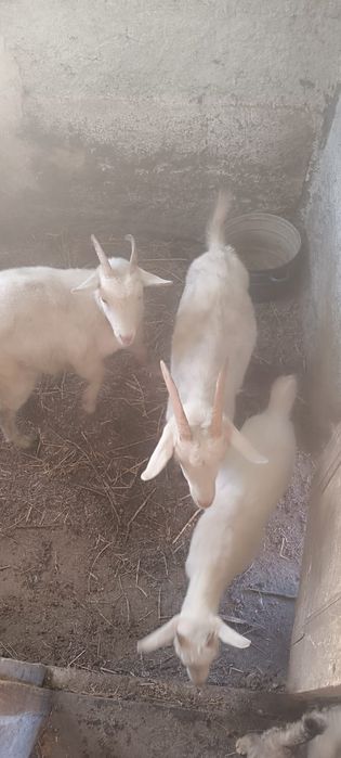 Продам коз и козлёнка