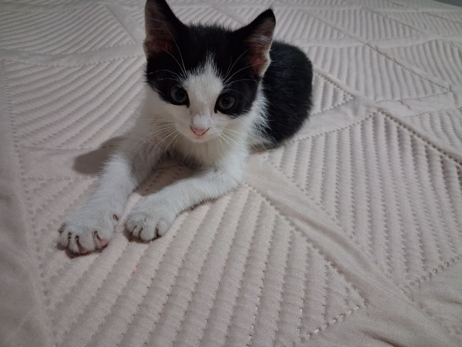 Отдам Котёнка мальчик хорошие руки