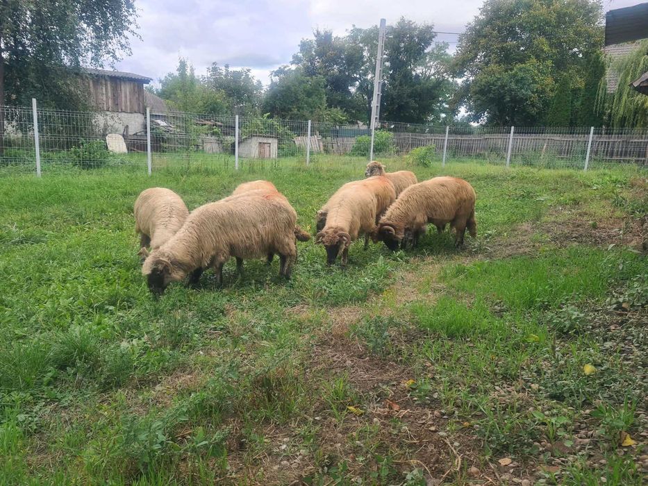 Vând 10 oi bune